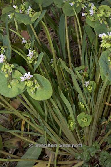 claytonia parviflora ssp parviflora 6 graphic